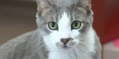 Vet Clinic memorializing family pets