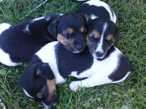 Jack Russel Welpen zu verkaufen in Erfurt | Tiere | Kleinanzeigen