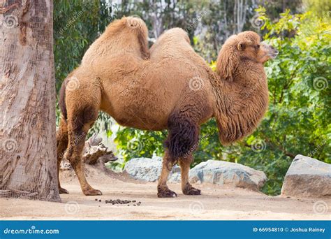 Camels Humping