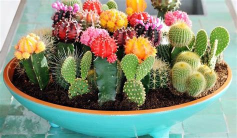 Why cacti make excellent gifts