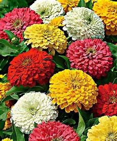 fiori zinnie buy flower seed now zinnia zesty mix bakker fiori zinnie buy flower seed now zinnia zesty mix bakker