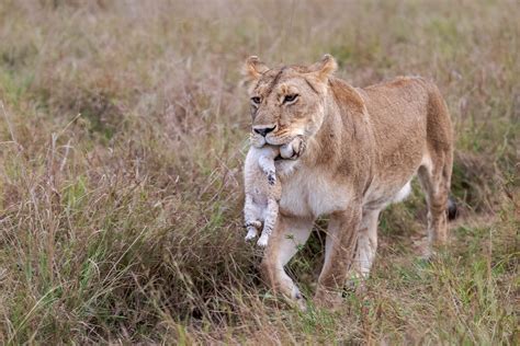 Review of the Canon 70-200 RF F/2.8 - A Stunner for Wildlife ...