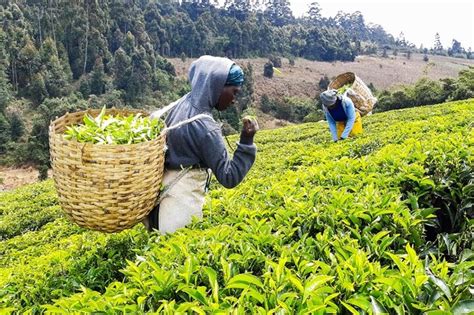 2023 Limuru Kiambethu Tea Plantation Tour
