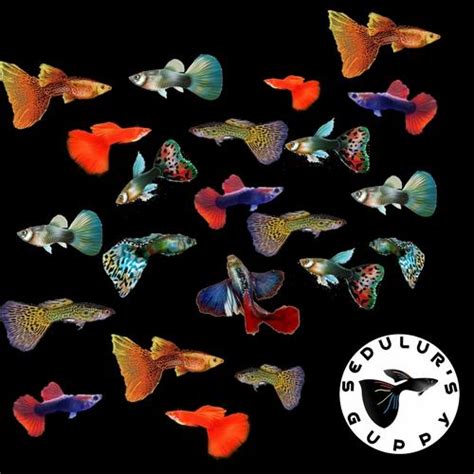 Jual ikan hias guppy - jantan - Kota Bekasi - sedulur's guppy | Tokopedia