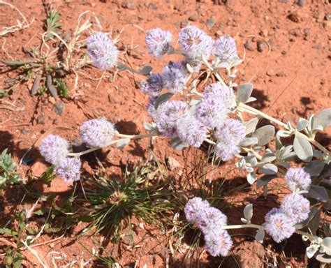 Ptilotus obovatus (Gaudich.) F.Muell. | Plants of the World Online ...
