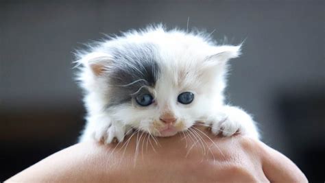 Citrus County Animal Services - Kitten Shower!, 1 Courthouse Square ...