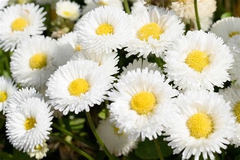 10 Types of Daisy Flowers - A-Z Animals