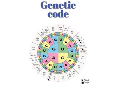 How to Read Genetic Code Table 的图像结果