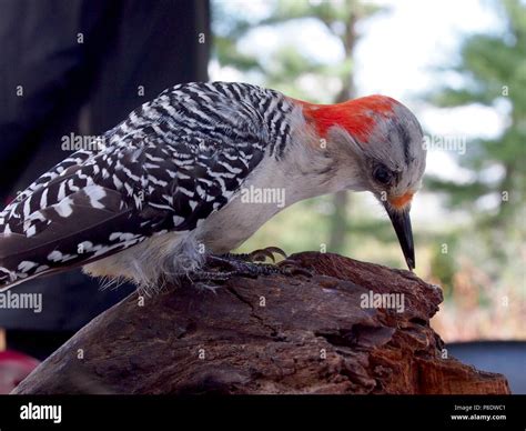 Woodpecker pecking hi-res stock photography and images - Alamy