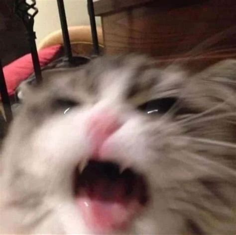 Funny Cat Memes - Silly Cats Pictures