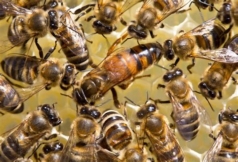 How Long Does a Queen Bee Live? | EcoGuard Pest Management