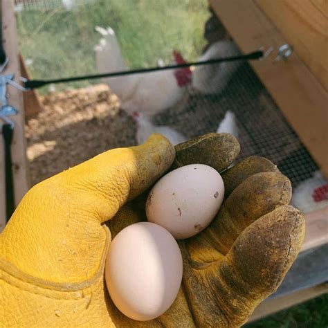 Bresse Chicken: Appearance, Size, Eggs, Raising and More