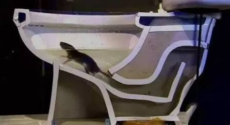 急救！！下水道的老鼠从厕所洞里爬出来（因为住在一楼）要怎么驱赶？_百度知道