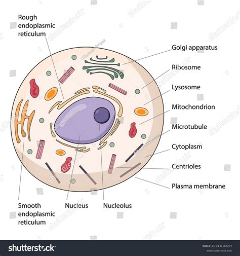 Cell Structure with Name Sign 的图像结果