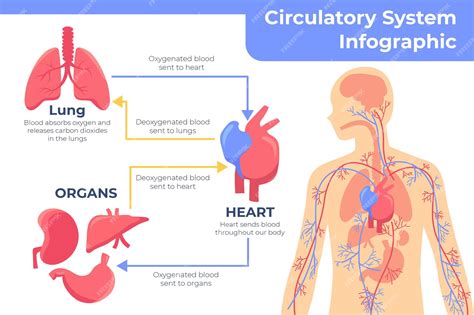 Image result for Circulatory System Animation