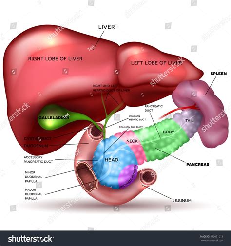 Liver Pancreas Parts Gallbladder Spleen Detailed Stock Vector (Royalty ...