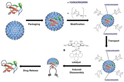 From Mollusks to Medicine: A Venomics Approach for the Discovery and ...