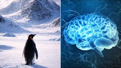 AIIMS trained neurologist explains ‘viral nihilist penguin’ behaviour ...