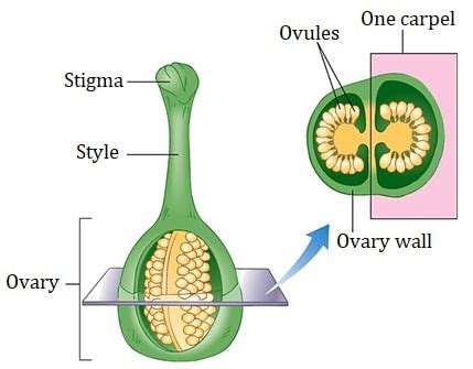 Angiosperms and Pre-Fertilisation: Structure and Events - Biology Class ...