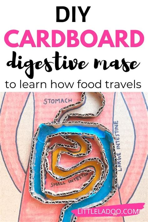 Image result for Digestive System Fun Activities