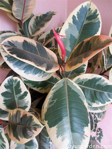 Ficus elastica variegata. Variegated Rubber Plant. The Easy Care Indoor ...