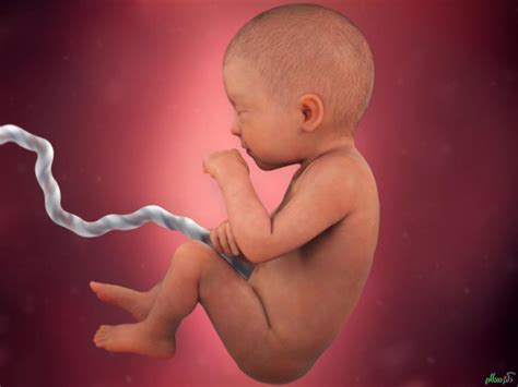 بررسی تغییرات جنین در هشت ماهگی
