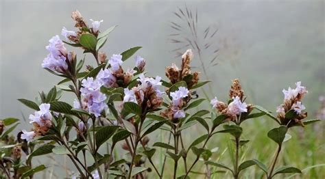 Rare Flowers Found Only in Sikkim and Nowhere Else in the World