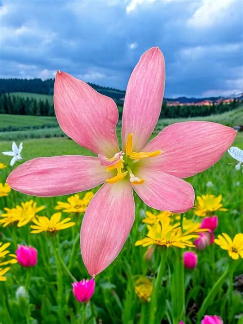 Rain Lily Pink Thread – Krishna’s Dream World