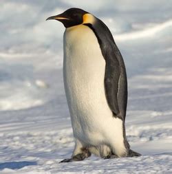 企鹅帝企鹅图片素材-编号29510142-图行天下