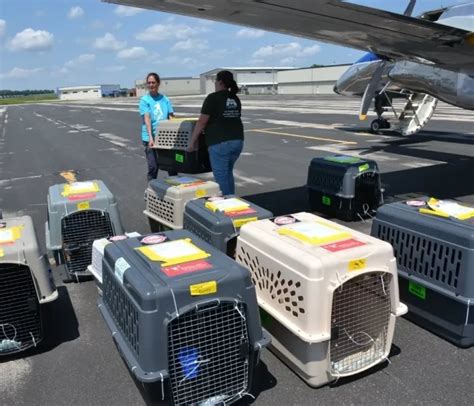 Pets prepared for international air shipment