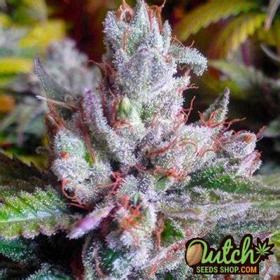 Image result for Alien OG Seeds
