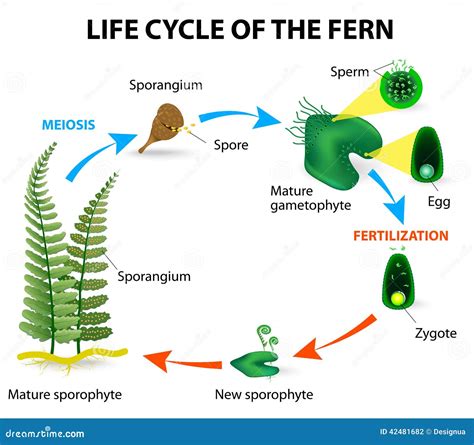 Fern life cycle stock vector. Illustration of dispersal - 42481682