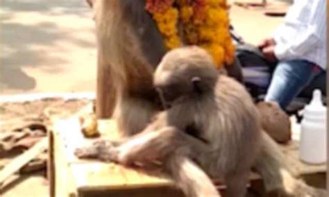 Image result for Baby Monkey Exploding