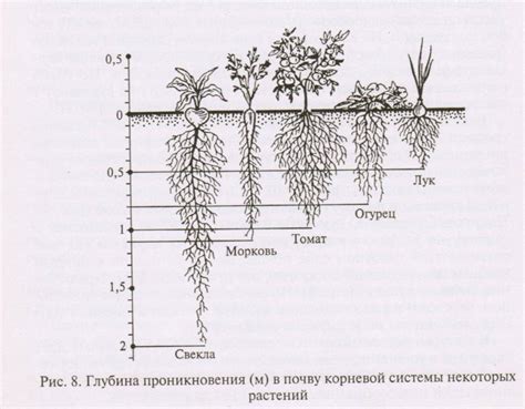 Структура посевов и севообороты