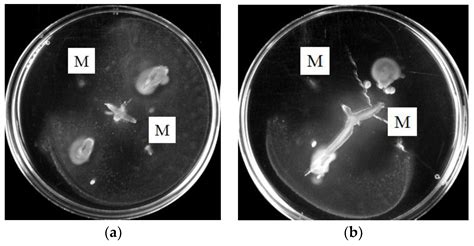 The Role of the Motility of Methylobacterium in Bacterial Interactions ...