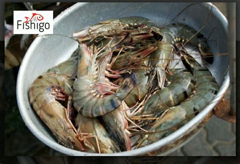 Buy Tiger Prawns ( Bagda Chingri) 12 to 15 Pieces Per Kg ( Price Per Kg ...