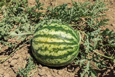 Watermelon Growing Guide Start Growing Watermelon In Raised Beds