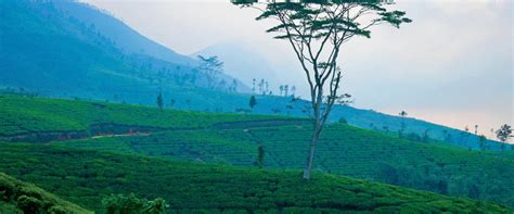 Premium Tea Sourcing | The Coffee Bean & Tea Leaf® India – The Coffee ...