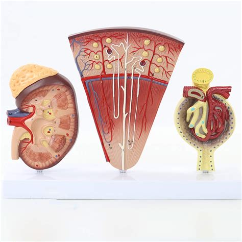 Buy CPY-EX Kidney And Urinary System Model Adrenal Gland Model ...