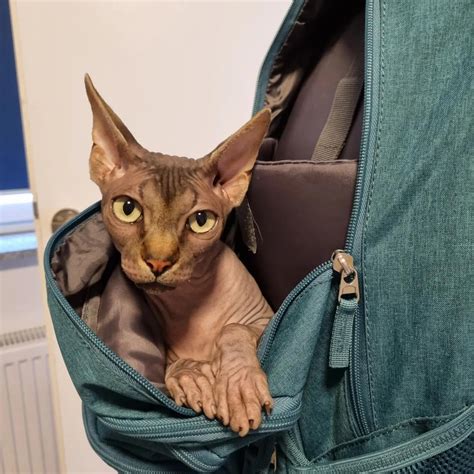 Please, take me with you : r/sphynx
