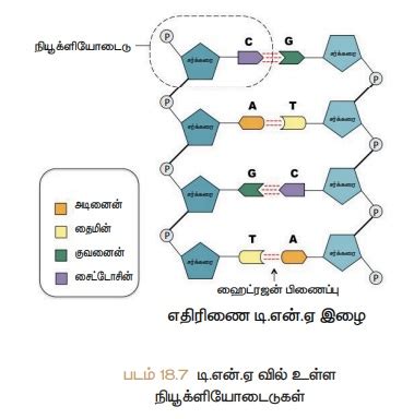 புத்தக வினாக்கள் விடைகள் - மரபியல் | அறிவியல் | Book Back Questions ...