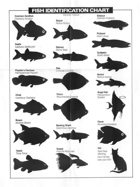 Fish Identification 的图像结果