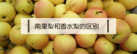 25斤梨才能熬出1斤的秋梨膏，每天喝一点，润燥、止咳、养肺