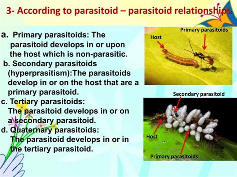 parasitoid 的图像结果