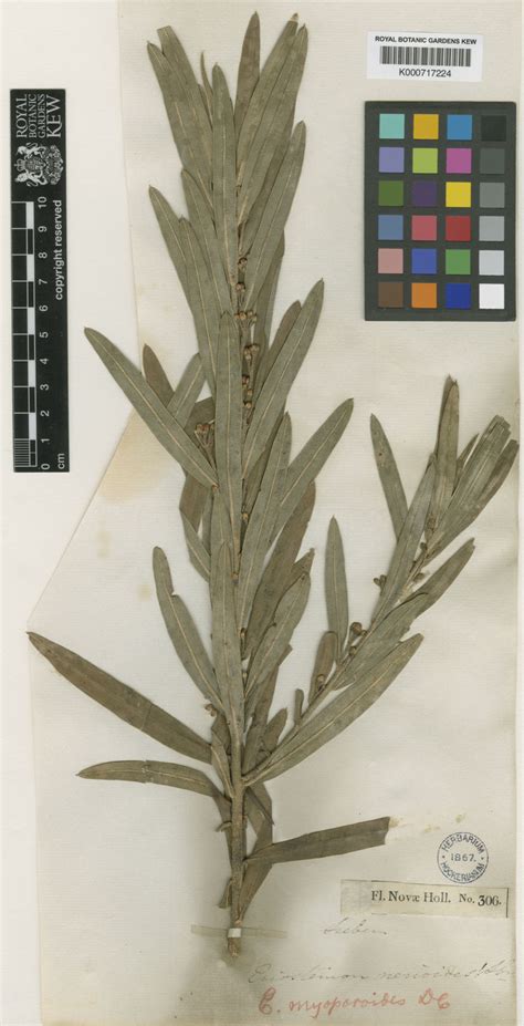 Philotheca myoporoides (DC.) Bayly | Plants of the World Online | Kew ...