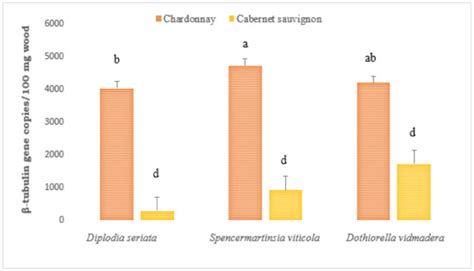 Production of Phytotoxic Metabolites by Botryosphaeriaceae in Naturally ...