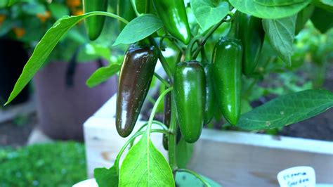 How Hot is a Jalapeno on The Scoville Scale - Discover the Heat Intensity