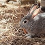 Image result for Screaming Bunny Funny