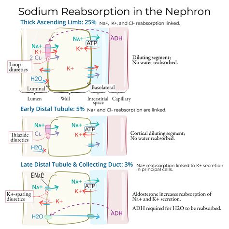 Physiology Glossary: Sodium Reabsorption in Nephron | ditki medical ...