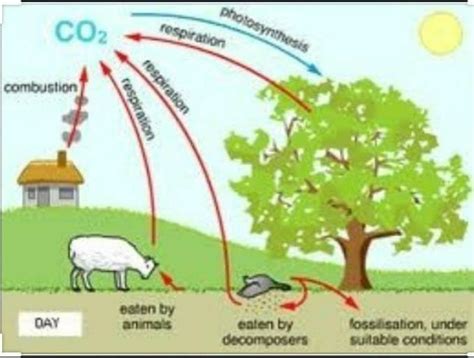 Draw a labelled diagram showing the balance of oxygen and carbon ...